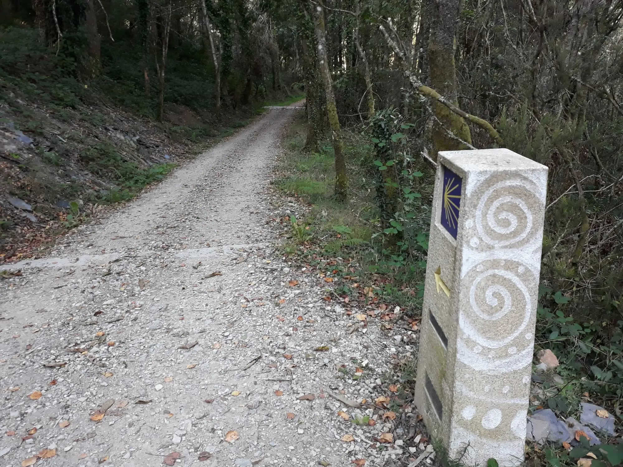 Mojón del Camino de Santiago junto a una pista entre robles